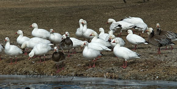 Chen caerulescens  SNOW GOOSE 6000344