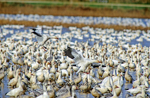 Chen caerulescens  SNOW GOOSE 159132