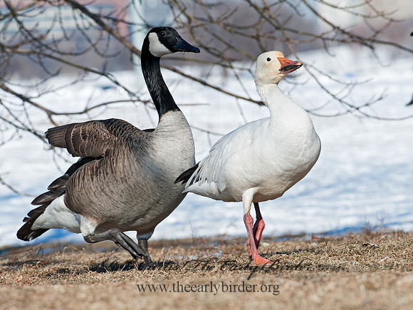 Chen caerulescens  SNOW GOOSE 8030166