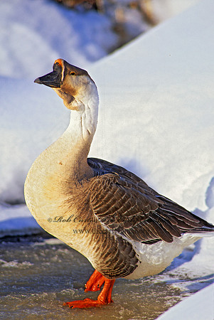 Anser cygnoides  SWAN GOOSE 140626