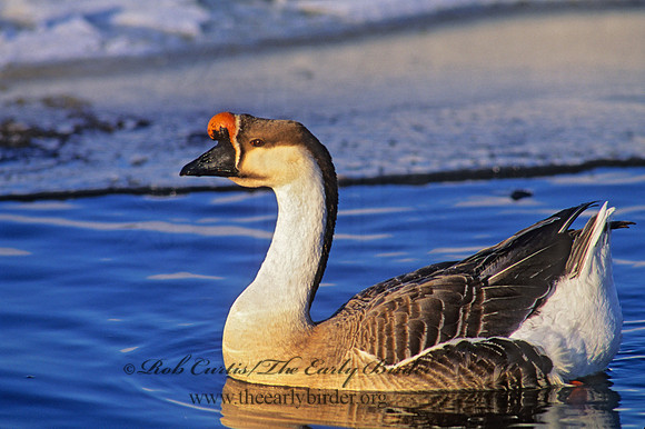 Anser cygnoides  SWAN GOOSE 140637