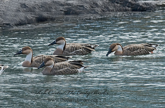 Anser cygnoides  SWAN GOOSE 6018392