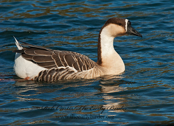 Anser cygnoides  SWAN GOOSE 7017698