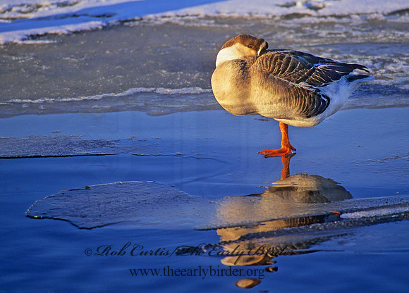 Anser cygnoides  SWAN GOOSE 140705