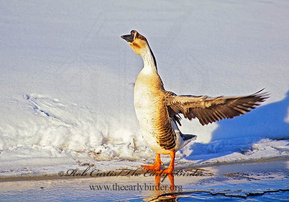 Anser cygnoides  SWAN GOOSE 140629