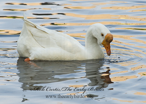 Anser cygnoides  CHINESE GOOSE 8003812
