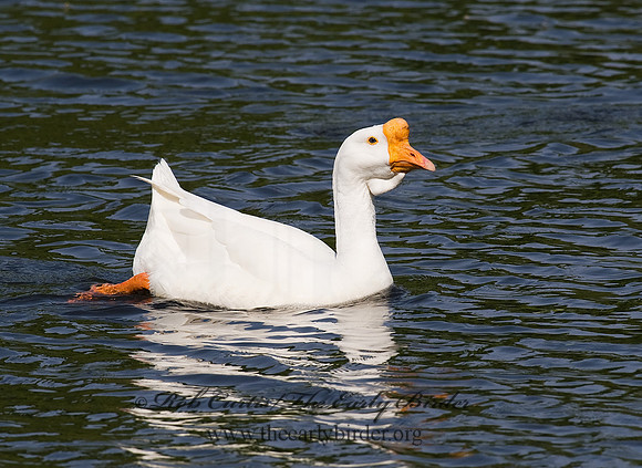 Anser cygnoides  CHINESE GOOSE 8003813