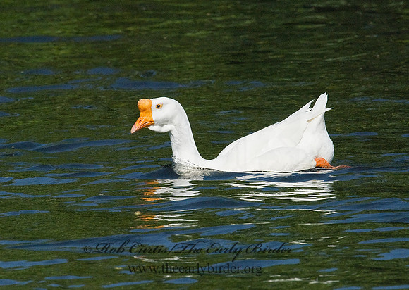 Anser cygnoides  CHINESE GOOSE 7014764