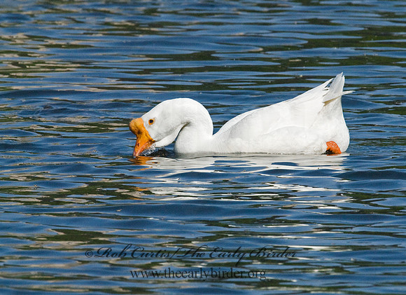 Anser cygnoides  CHINESE GOOSE 7014766