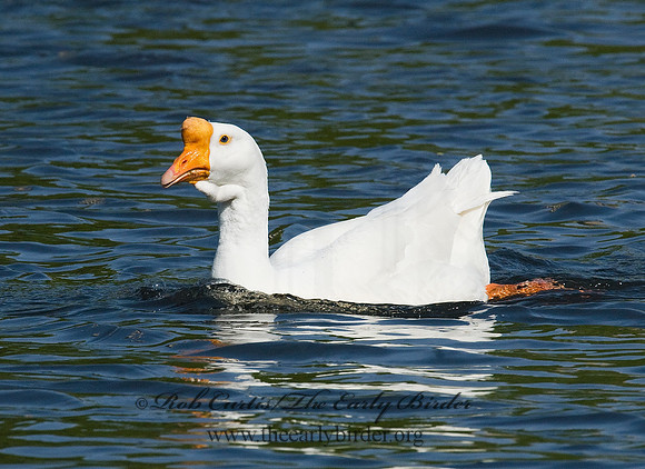 Anser cygnoides  CHINESE GOOSE 7014771