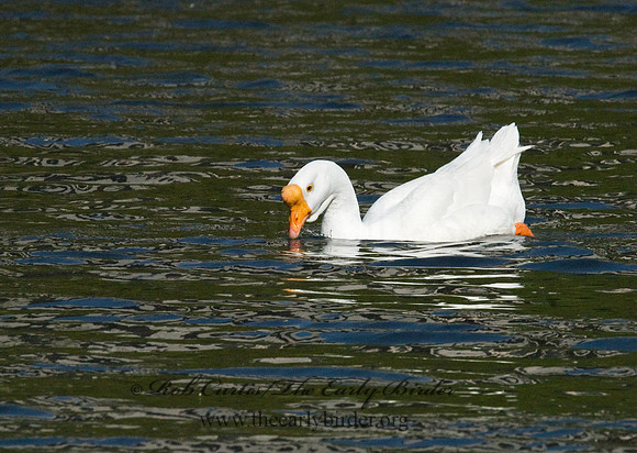Anser cygnoides  CHINESE GOOSE 7014763