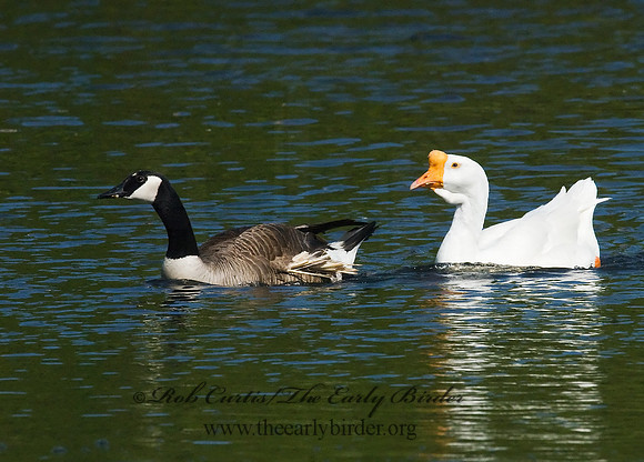 Anser cygnoides  CHINESE GOOSE 7014762