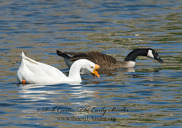 Anser cygnoides  CHINESE GOOSE 7014765