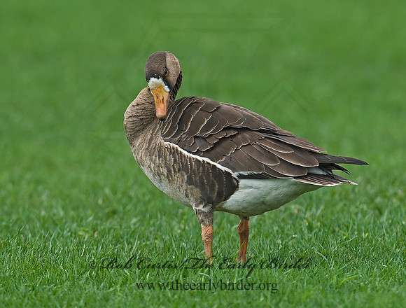 Anser albifrons  GREATER WHITE-FRONTED GOOSE 7001471