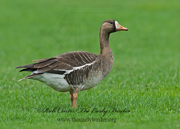 Anser albifrons  GREATER WHITE-FRONTED GOOSE 7001467
