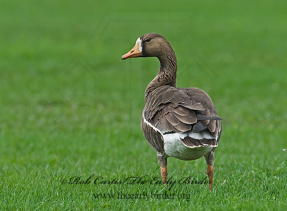 Anser albifrons  GREATER WHITE-FRONTED GOOSE 7001469