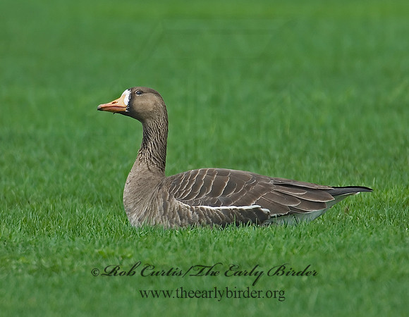 Anser albifrons  GREATER WHITE-FRONTED GOOSE 7001493