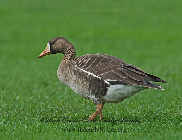 Anser albifrons  GREATER WHITE-FRONTED GOOSE 7001474
