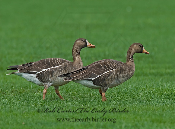 Anser albifrons  GREATER WHITE-FRONTED GOOSE 7001477