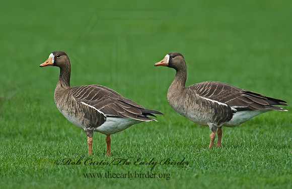 Anser albifrons  GREATER WHITE-FRONTED GOOSE 7001479