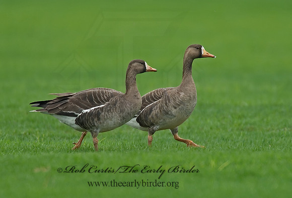Anser albifrons  GREATER WHITE-FRONTED GOOSE 7001464