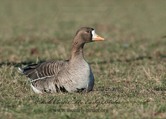 Anser albifrons  GREATER WHITE-FRONTED GOOSE 8032288