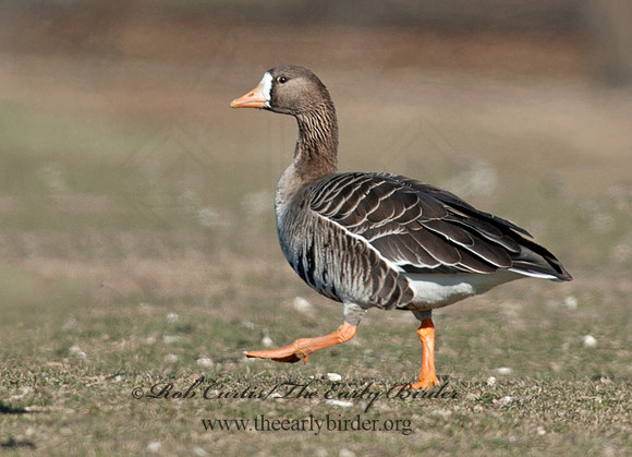 Anser albifrons  GREATER WHITE-FRONTED GOOSE 8032254