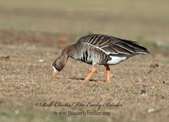 Anser albifrons  GREATER WHITE-FRONTED GOOSE 8032266