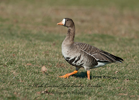 Anser albifrons  GREATER WHITE-FRONTED GOOSE 8032275
