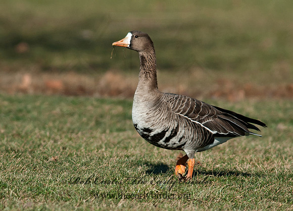 Anser albifrons  GREATER WHITE-FRONTED GOOSE 8032285