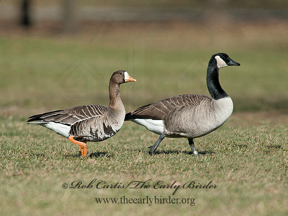 Anser albifrons  GREATER WHITE-FRONTED GOOSE 8032283
