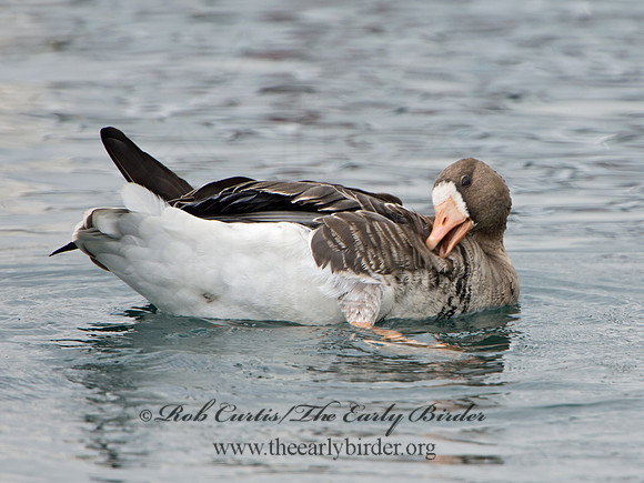 Anser albifrons  GREATER WHITE-FRONTED GOOSE 9025309