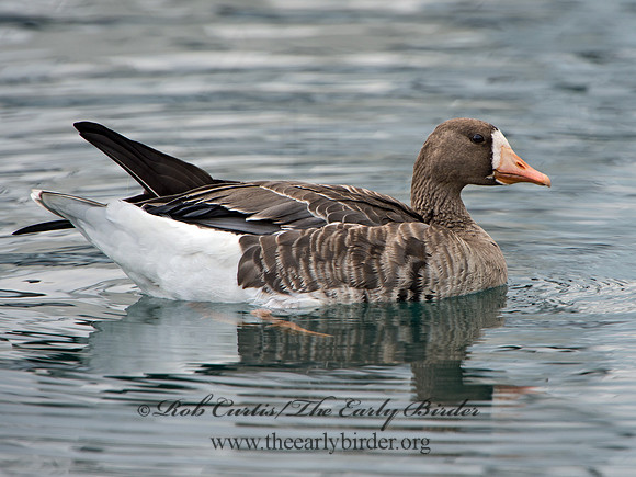 Anser albifrons  GREATER WHITE-FRONTED GOOSE 9025312