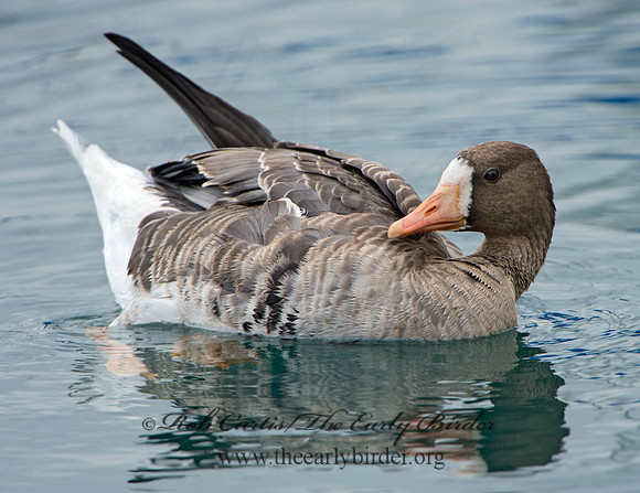 Anser albifrons  GREATER WHITE-FRONTED GOOSE 9025315
