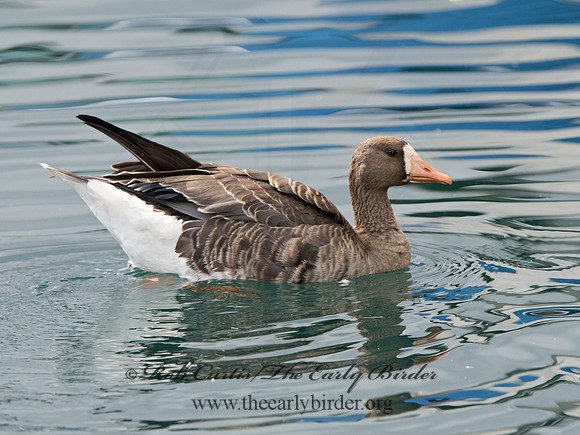 Anser albifrons  GREATER WHITE-FRONTED GOOSE 9025322