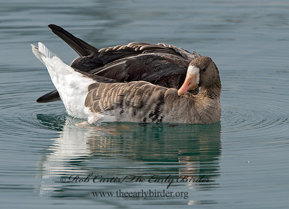 Anser albifrons  GREATER WHITE-FRONTED GOOSE 9025335