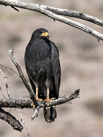 Buteogallus anthracinus  COMMON BLACK HAWK 3038342z
