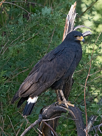 Buteogallus anthracinus  COMMON BLACK HAWK 3038456z