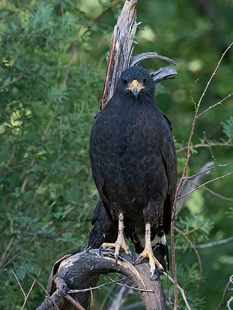 Buteogallus anthracinus  COMMON BLACK HAWK 3038447z