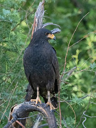 Buteogallus anthracinus  COMMON BLACK HAWK 3038452z