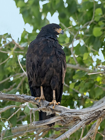 Buteogallus anthracinus  COMMON BLACK HAWK 3038401z