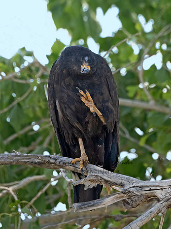 Buteogallus anthracinus  COMMON BLACK HAWK 3038391z
