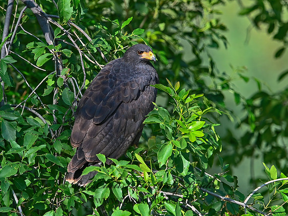 Buteogallus anthracinus  COMMON BLACK HAWK 3038469z