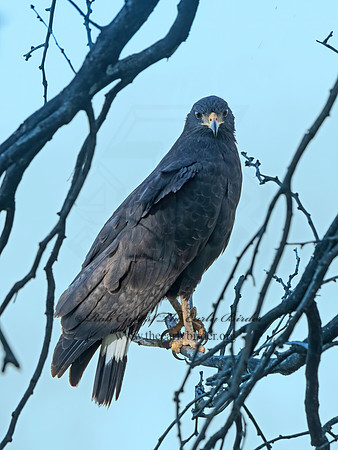 Buteogallus anthracinus  COMMON BLACK HAWK 3038454z