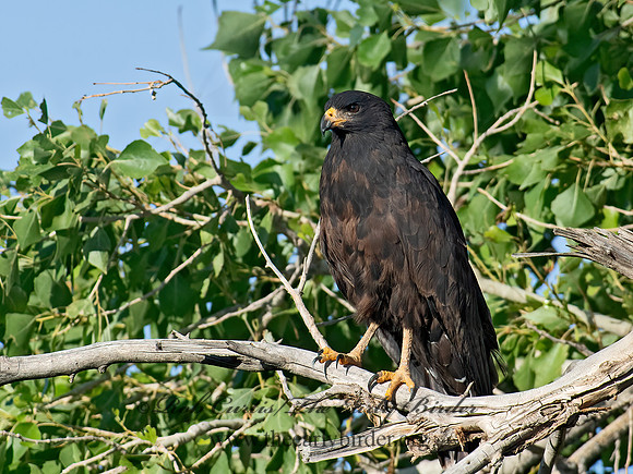 Buteogallus anthracinus  COMMON BLACK HAWK 6040825z