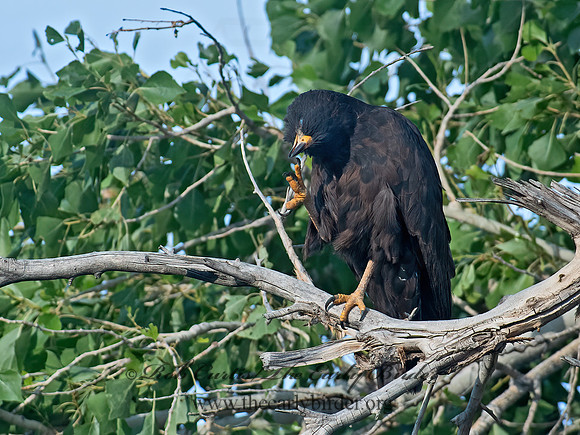 Buteogallus anthracinus  COMMON BLACK HAWK 6040829z