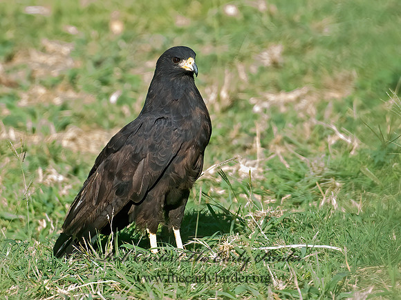Buteogallus anthracinus  COMMON BLACK HAWK 6040734z