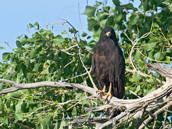 Buteogallus anthracinus  COMMON BLACK HAWK 6040832z