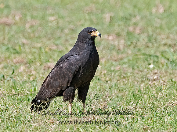 Buteogallus anthracinus  COMMON BLACK HAWK 3038336z