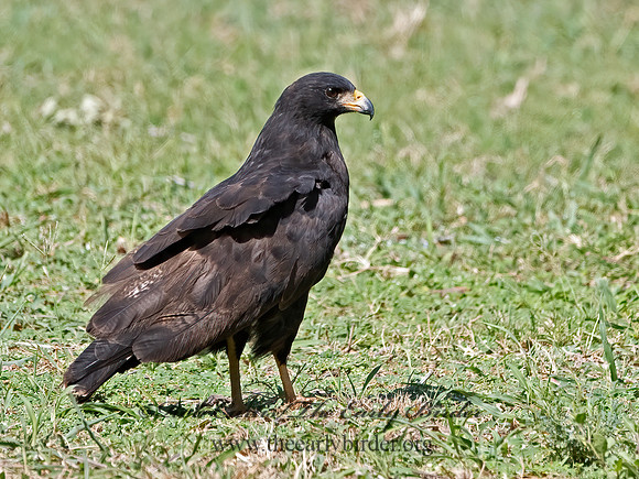 Buteogallus anthracinus  COMMON BLACK HAWK 3038509z